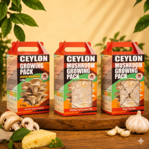 Oyster Mushroom Growing Kit