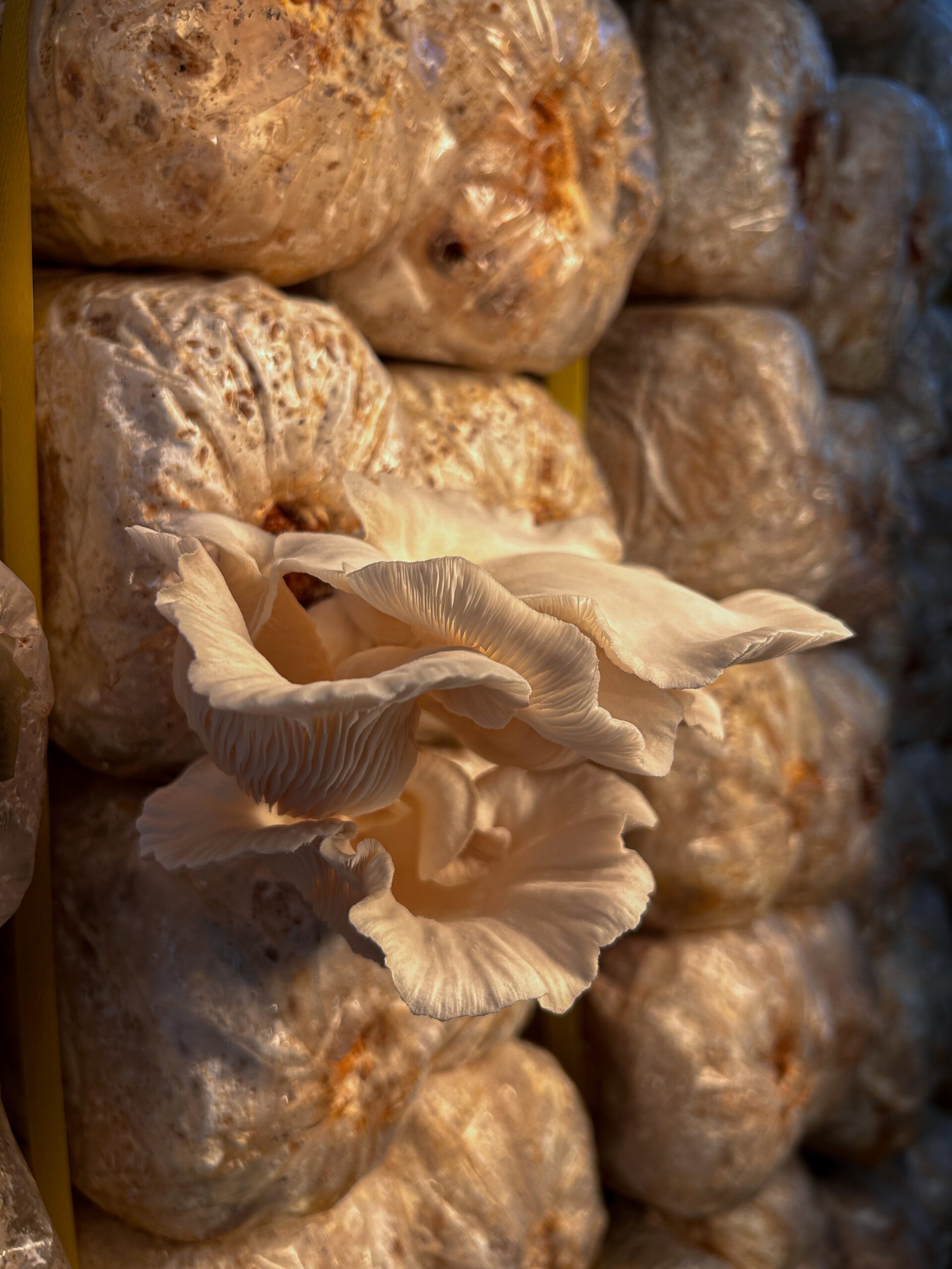 Bimmal mushroom growing pack