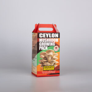 Fresh Oyster Mushroom