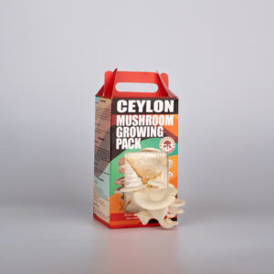 Ceylon Abalone Mushroom